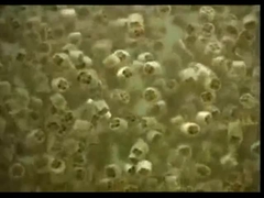 Virgin Media K1 K3 K5 Biofilm Carrier Reaktor biofilmu z ruchomym łożem Mbbr37